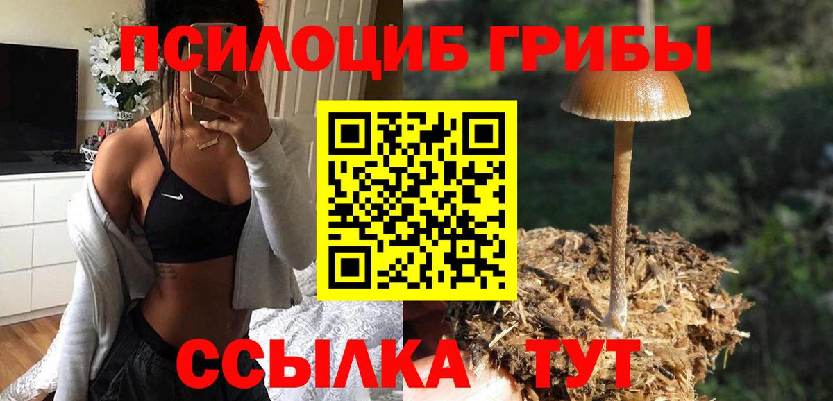 Псилоцибиновые грибы Cubensis  Галлюциногенные грибы MAGIC MUSHROOMS  Кубинка  Вход с VPN 